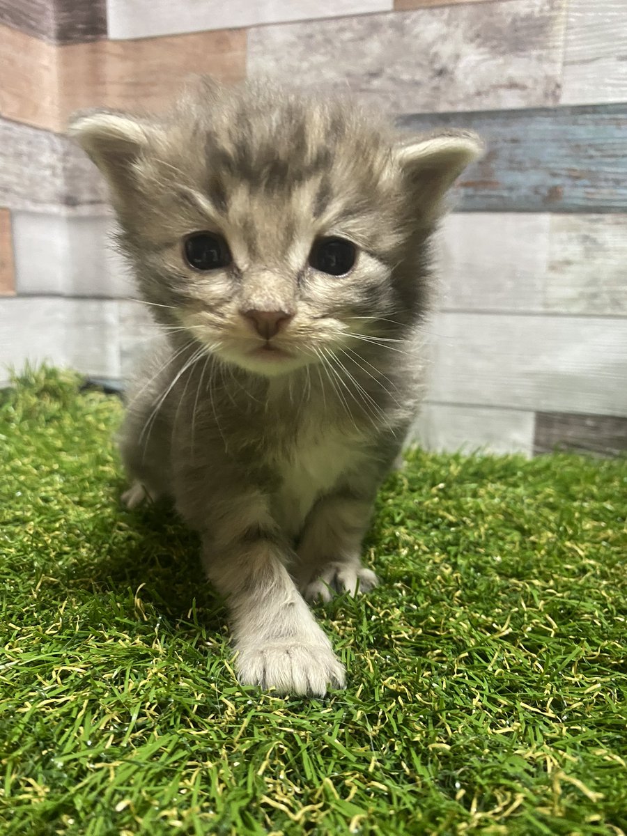 CatCafe71's tweet photo. モデルさんみたい🤭🫶🏼 https://t.co/Yv2dLyN2Ix