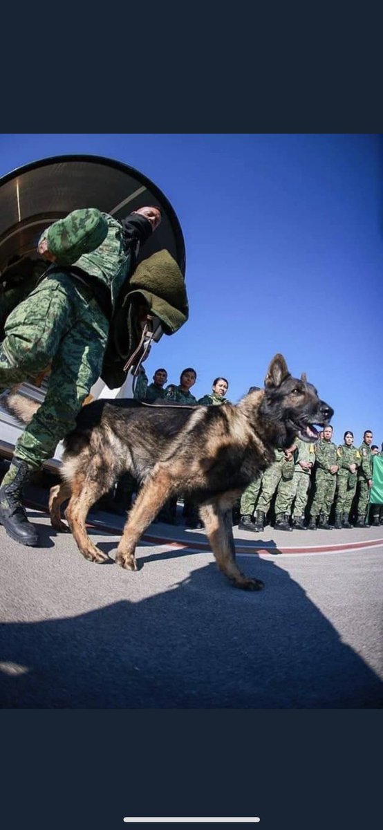 Proteo Meksika arama ekibinin bir üyesi, enkaz altında hayatını kaybetti. O bir köpek değil o bir kahraman 🇲🇽🐾🐕‍🦺 #proteodog #proteo #proteohero