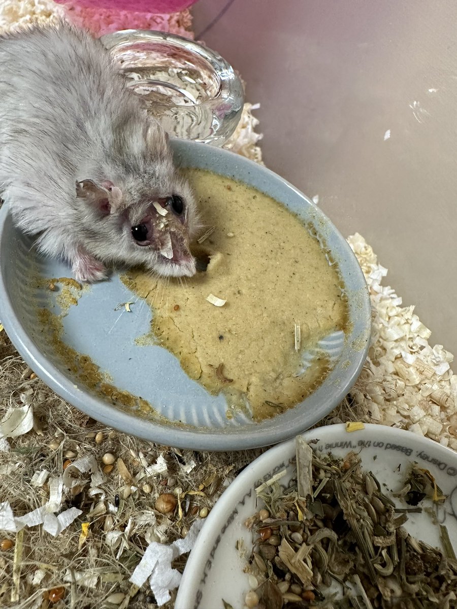 이브랑 호밀이랑 눈나 (@hamnunna) on Twitter photo 