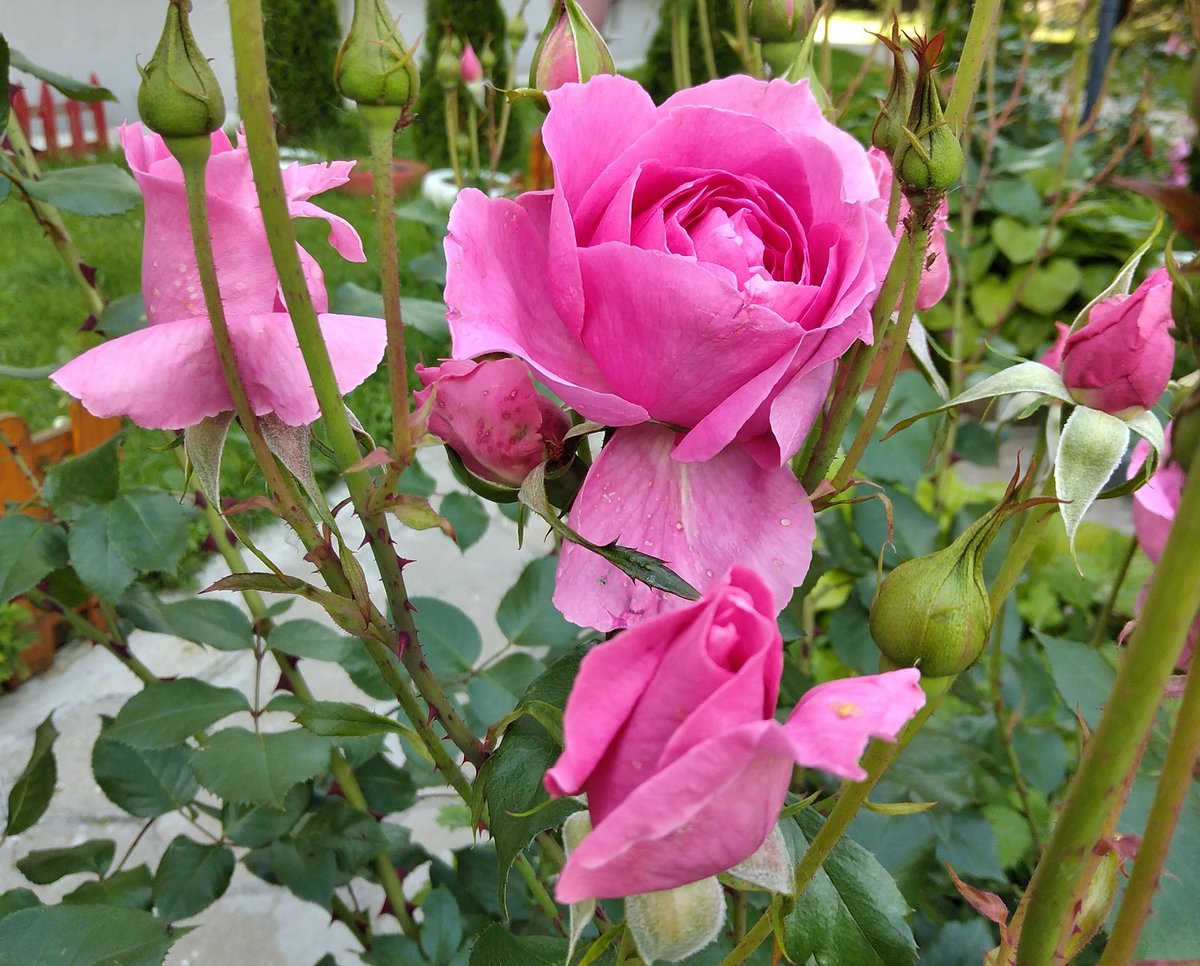 dimiborislavova's tweet photo. Спомен от лятото...
Приятен ден 🌹🌿🌹
#D1302 https://t.co/BznBHCEDiH