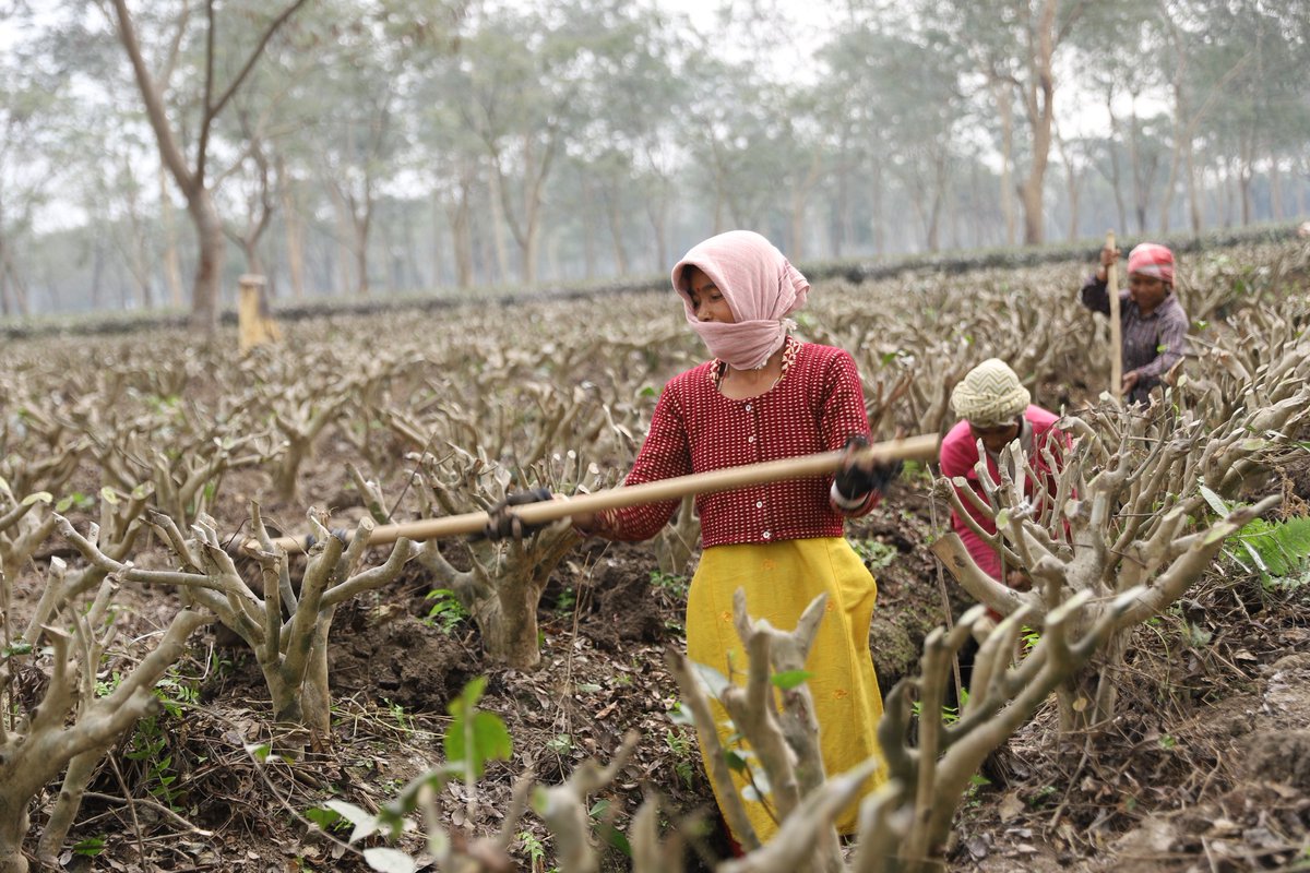 FESinAsia's tweet photo. 🍵Do you know more than 80% of the labor #workforce in tea garden of Nepal are women? #FESNepal along with @deepika_dhakal @PaudelSamira @ChandraDevBhatta @SmitaKhanal4 recently visited #Jhapa, eastern🇳🇵to observe and interact with these daily-waged tea pickers and #farmers. https://t.co/aImxuKwfYC