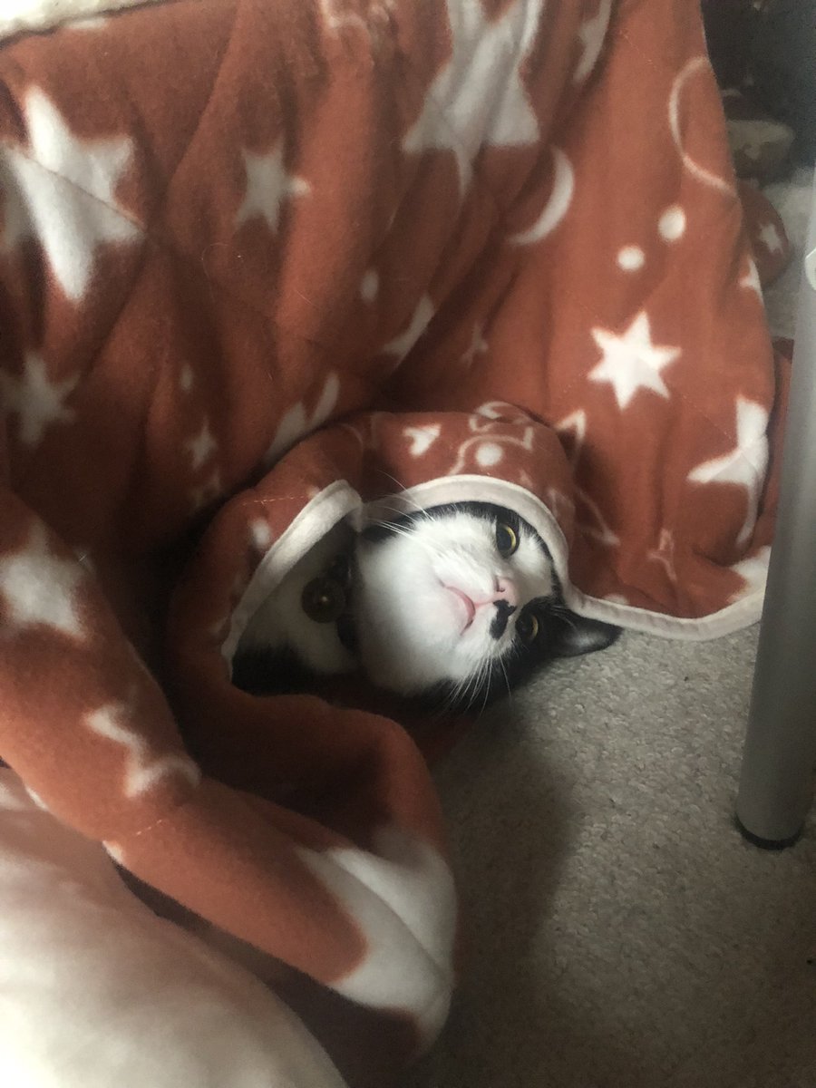 nagoya_uehiro's tweet image. #こたつねこ 

#526日記