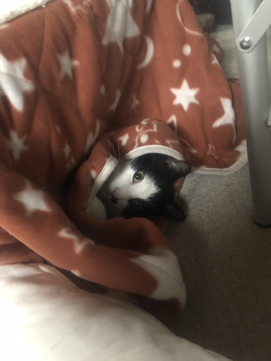 nagoya_uehiro's tweet image. #こたつねこ 

#526日記