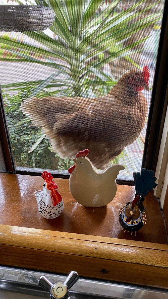 I’ve been letting Thelma and Louise #hens free range the whole garden, front and back. Not sure if Louise was impatient for her supper or thought she had found some new friends
😃🐓💕
#lovemychickens