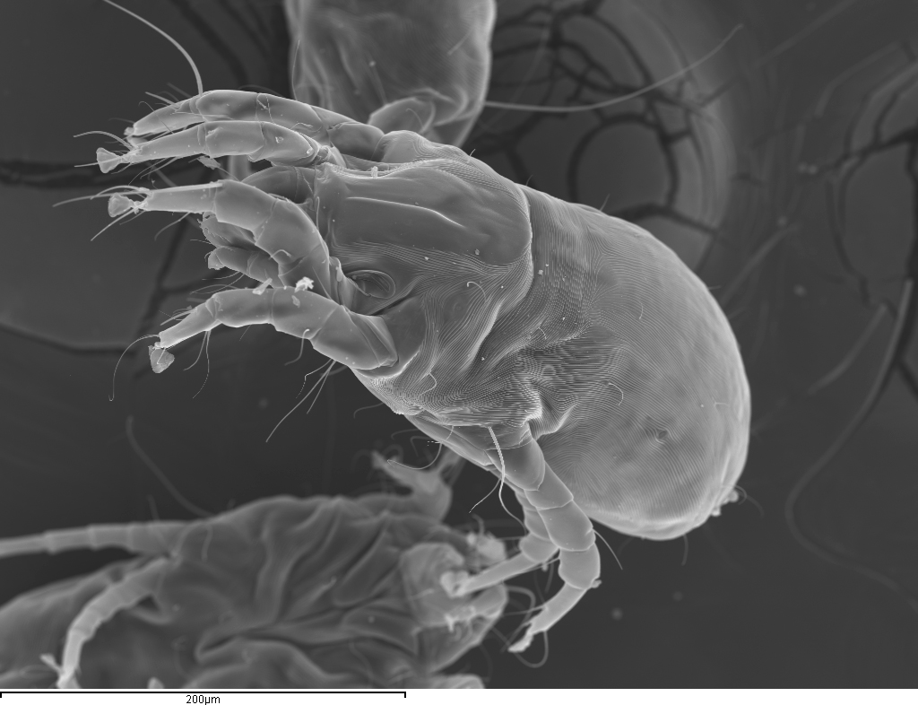 MiteAllergy tweet media