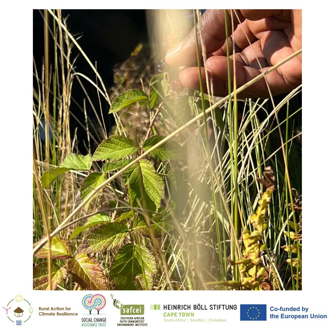 SAFCEI's tweet photo. The Rural Action for Climate Resilience Project has awarded Climate Champions Core Grants to 8 CBOs for the development & implementation of community-led #ClimateResilience strategies.
Congratulations to the #CoreGrant recipients, we look forward to seeing your work.
#scatgntee https://t.co/B3sOPaaUEb