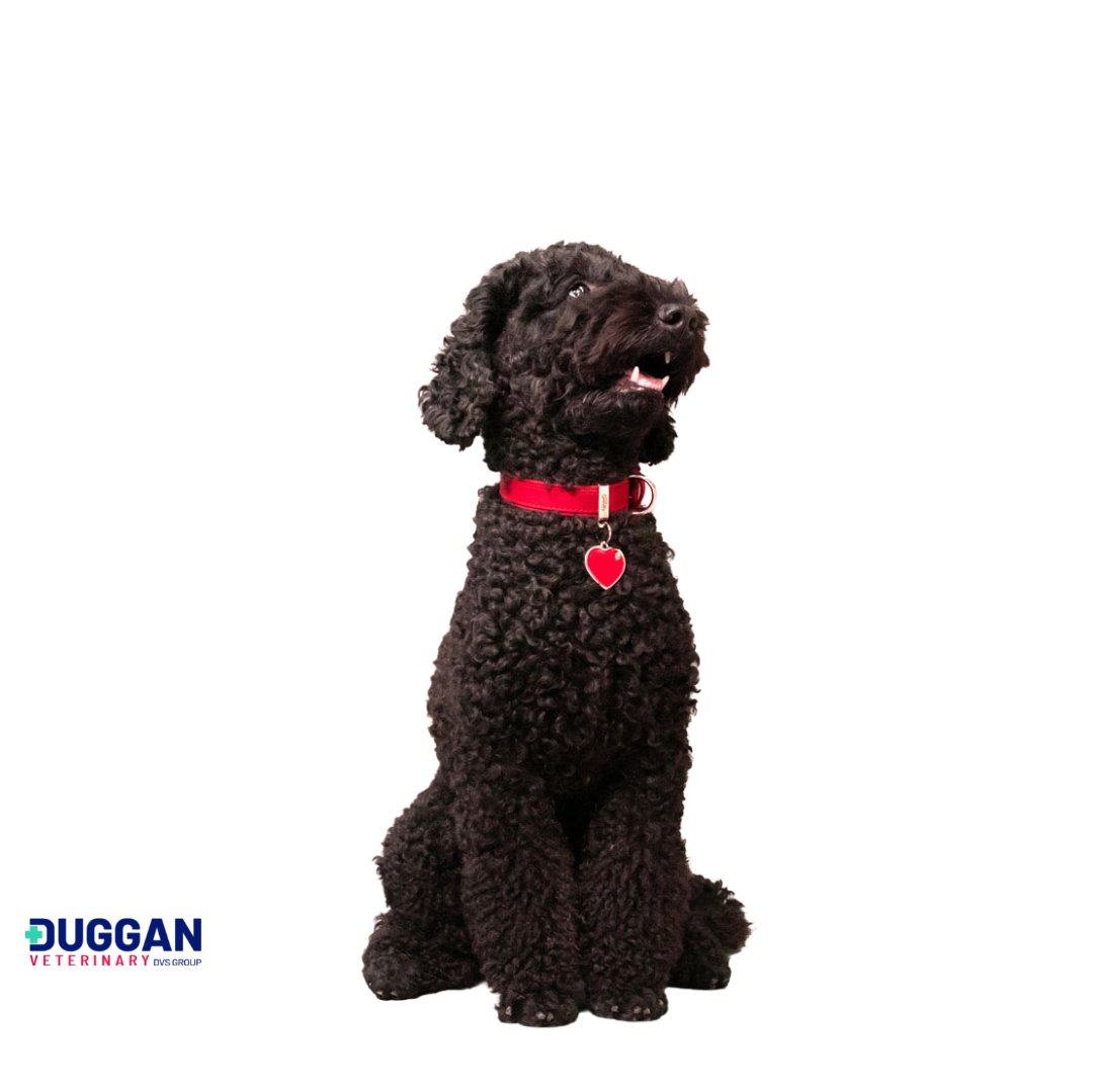 dugganvet's tweet image. Ah wow, cuteness overload!
Valentine&apos;s Day is coming, and what better way to show our pets the love than to treat them to a MyFamily collar, harness or nametag! We especially love this heart shaped tag.

☎️ 0504 43169
✉️ sales@dugganvet.ie

#myfamily #tags #tagmachine #collar