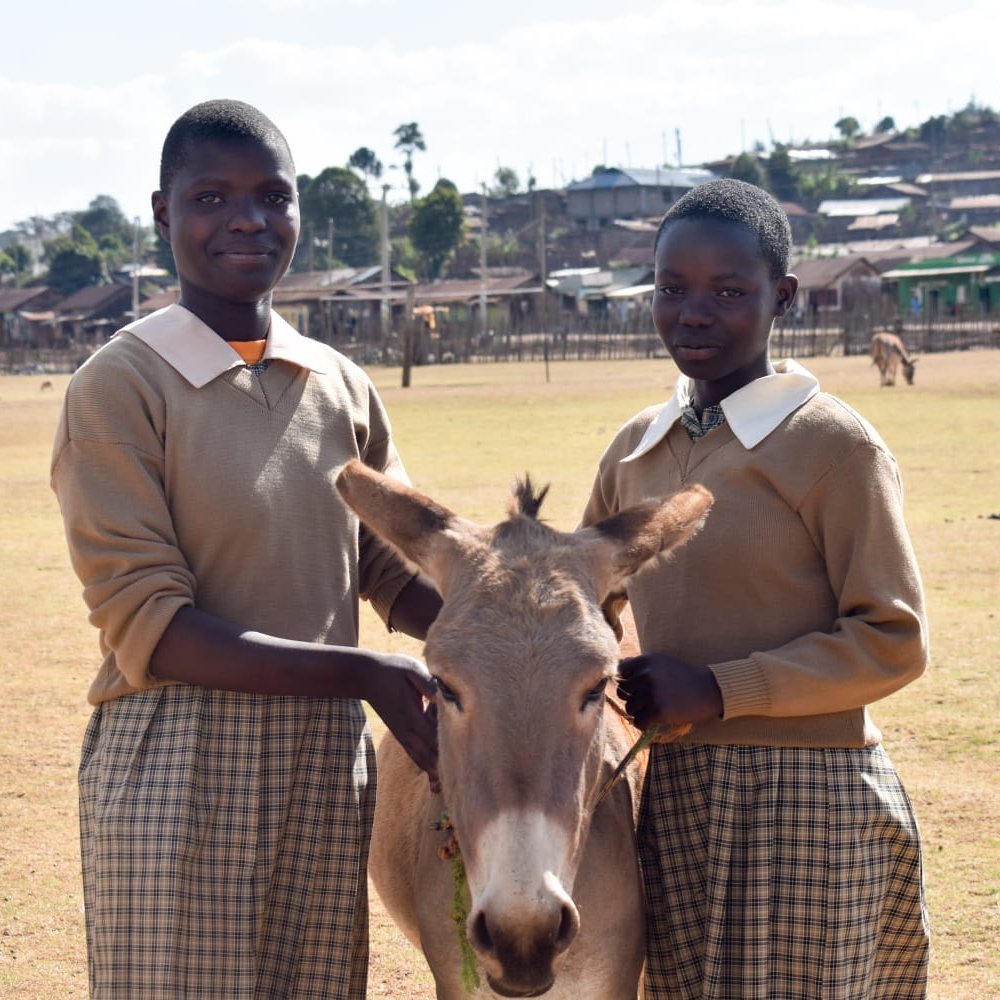 TheBrookeEA's tweet photo. Donkeys for education! π
Working donkeys provide a source of income for families to pay for school fees and stationery.
By owning a working donkey, parents ensure their child's future dream is achieved.
#DonkeyPower #EducationForAll π΄π° https://t.co/54phjpxozh