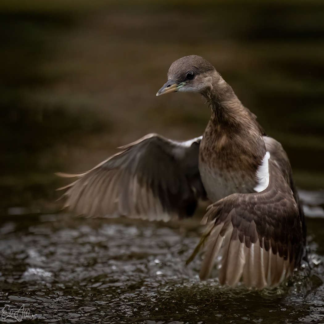 Dodaars 🦤 @vogelnieuws @VroegeVogels