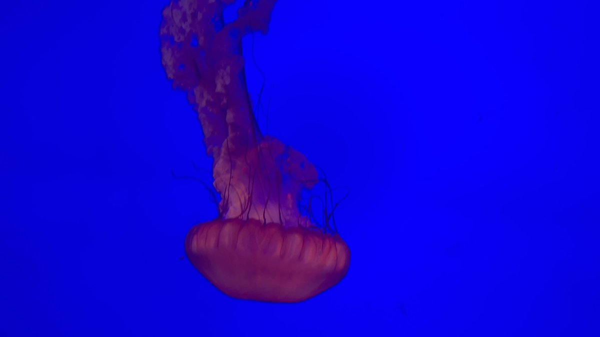 Toni Lucian Bene (TNY)🏁 tweet media