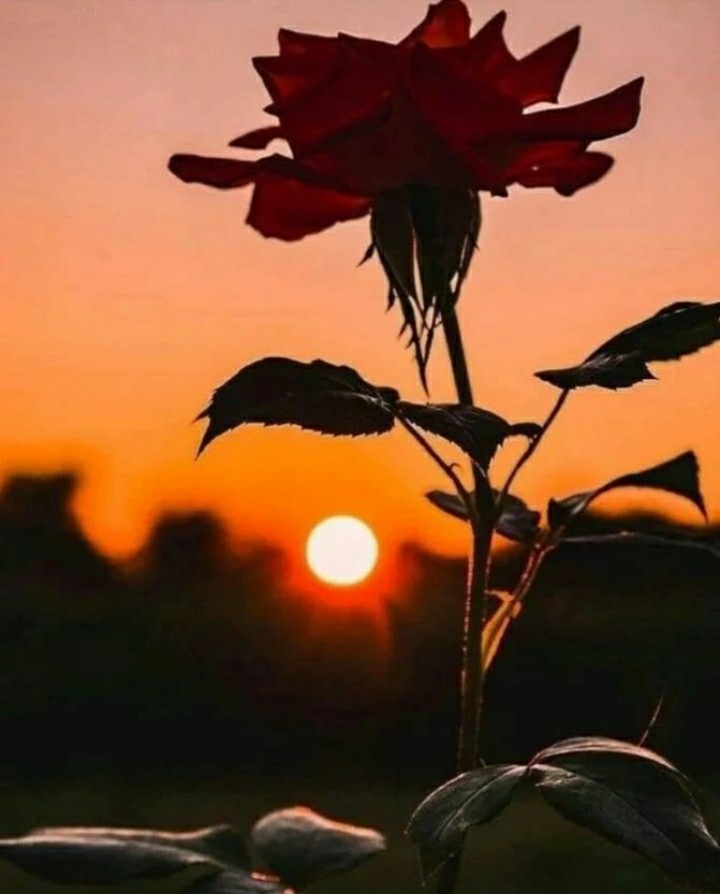 Great new week from me to you all.
💞🎶💞🎶💞🎶💞🎶💞🎶💞🎶💞🎶