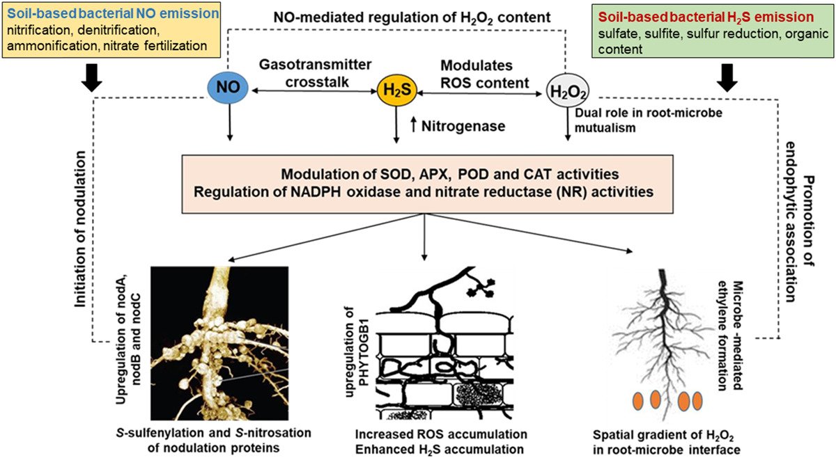AbioticStress's tweet image. Review by Soumya Mukherjee & Francisco J. Corpas @PlantCellEnvir @wileyplantsci
#H2O2, #NO, & #H2S networks during #root development & #signalling under physiological & challenging #environments: Beneficial or toxic?
onlinelibrary.wiley.com/doi/10.1111/pc…
#PlantSci #ClimateChange @CropTrust