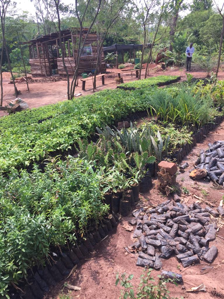 Christopher Marvin Tumusiime (@chrismarvinst) on Twitter photo The nursery is a place for handling tender plants, propagating them from seeds or veggies, and training them to be able to survive in the field with diverse conditions.
<a href="/ForestryTrinity/">Trinity Forestry Services Ltd</a> we have state of the art Nurseries to make this happen
contact@trinityforestryservicesltd.com The nursery is a place for handling tender plants, propagating them from seeds or veggies, and training them to be able to survive in the field with diverse conditions.
<a href="/ForestryTrinity/">Trinity Forestry Services Ltd</a> we have state of the art Nurseries to make this happen
contact@trinityforestryservicesltd.com