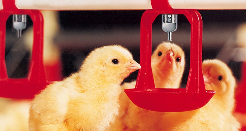 agri_management's tweet photo. Grant funding will soon be available via 'The farming and technology fund 2023' for new drinker systems in your poultry houses

For more information and a quote for your lubing drinker system get in touch with AMS LTD on:
01432 850 219 or email poultry@amshereford.co.uk https://t.co/x5BHBpSmYt