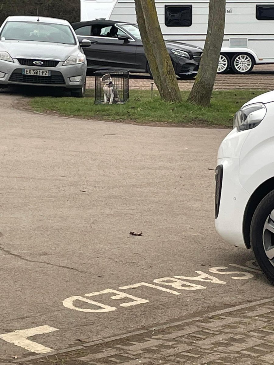 Please #retweet Hi all I saw this today in #fairlands valley park he’s with the caravans i believe Eastern #European travellers I asked if he was for sale and they said yes £1000 if he’s anyone’s please ! I want to take him but can’t afford Believe may have been stolen