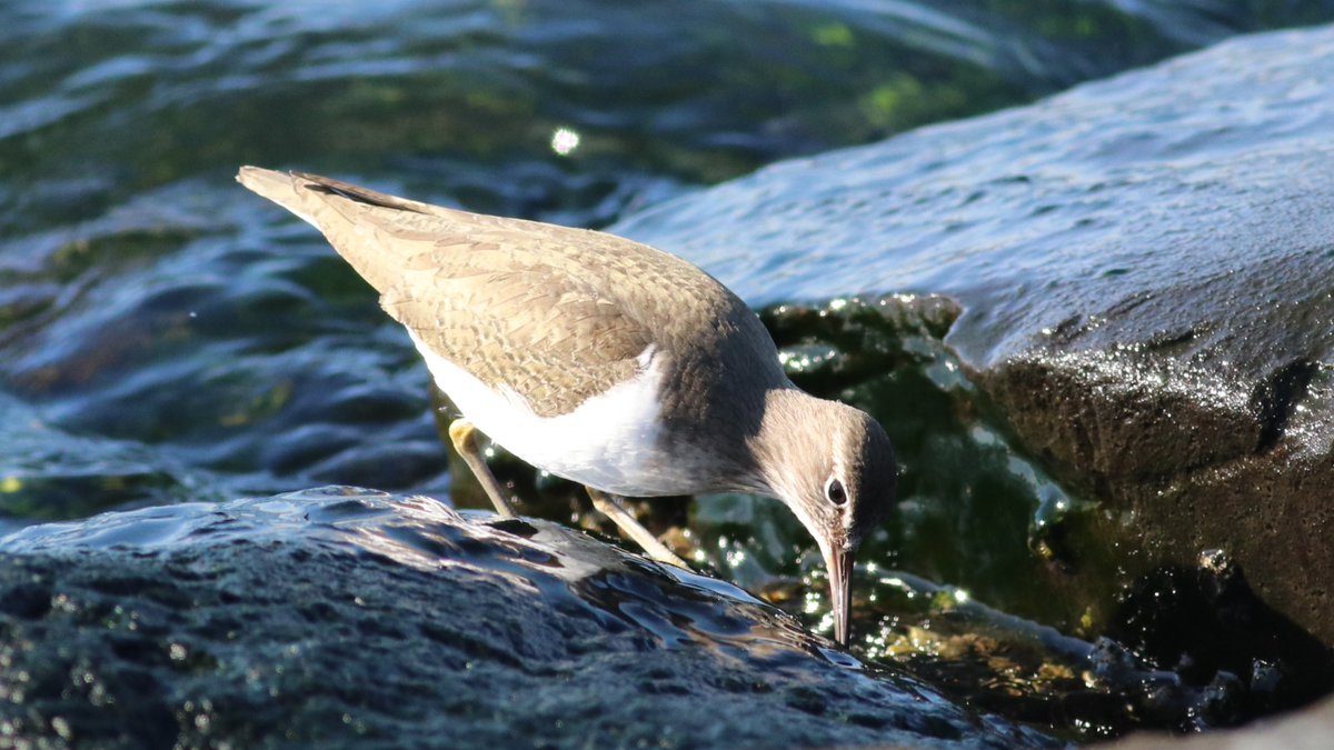 #イソシギ #CommonSandpiper