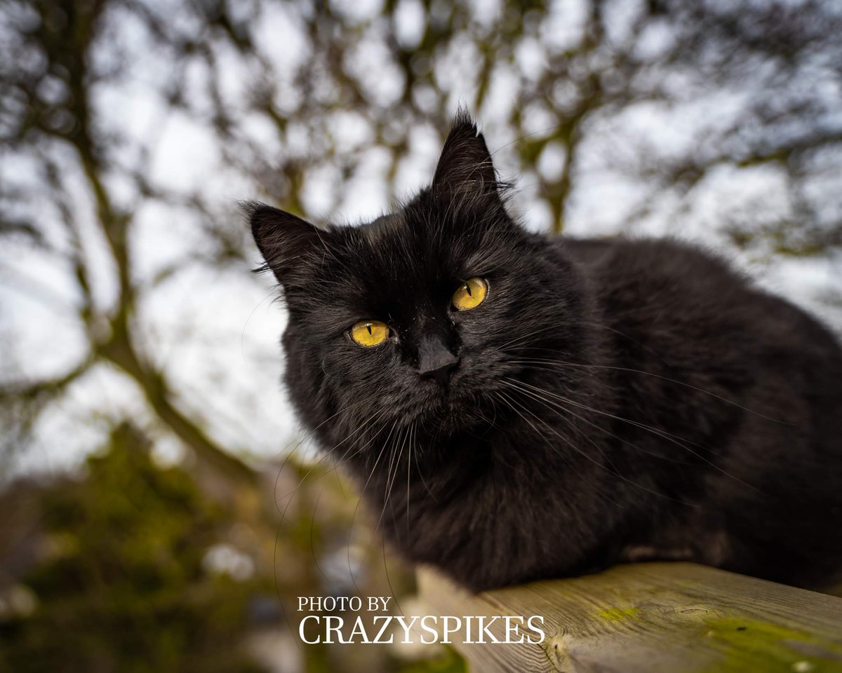 CrazySpikesRX's tweet photo. Här har ni en kattbild! #katt #fotografering #kattfoto #sverige https://t.co/caJGwxR6BJ