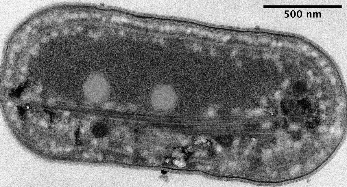 First preprint from a #SynBio pet project of ours. We show that proteinaceous filaments can be assembled in cyanobacteria - a great starting point for organising pathways. Let's work on bringing #nanotechnology into the #greenbiotech world! ✨💚
biorxiv.org/content/10.110…