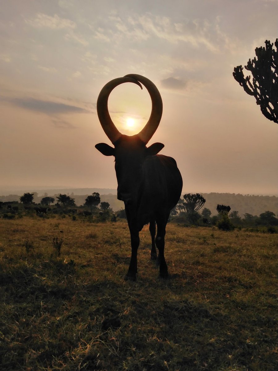 What do you know about Uganda 💞.
@scoviakankazi📷
#beautiful #ankolelonghornedcattle #wildlife #photography #VisitUganda #visitEastAfrica #Africa #Ugandathepearofafrica