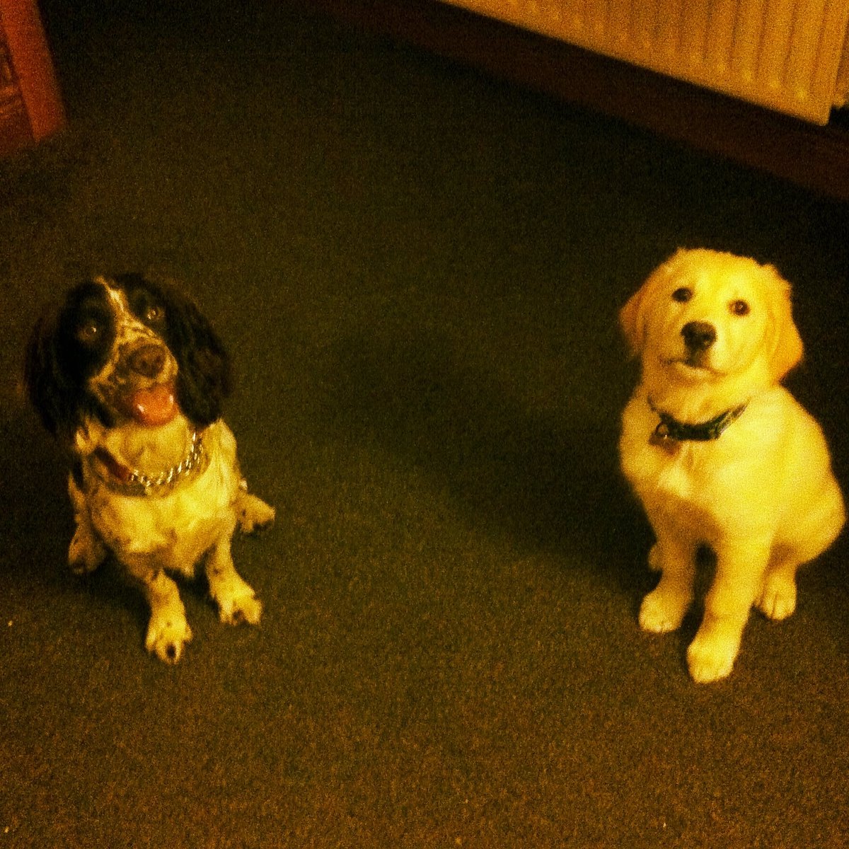 montybuzz's tweet photo. @LabradorYuki This is Loki with Monty, aged 4months, and then 4yrs.

I'm pretty sure Loki wondered what we were feeding Monty for him to grow so much bigger than him 😂

Also a rare occasion for them both to be stationary (snaxs were involved) https://t.co/yDeuFdYkmg