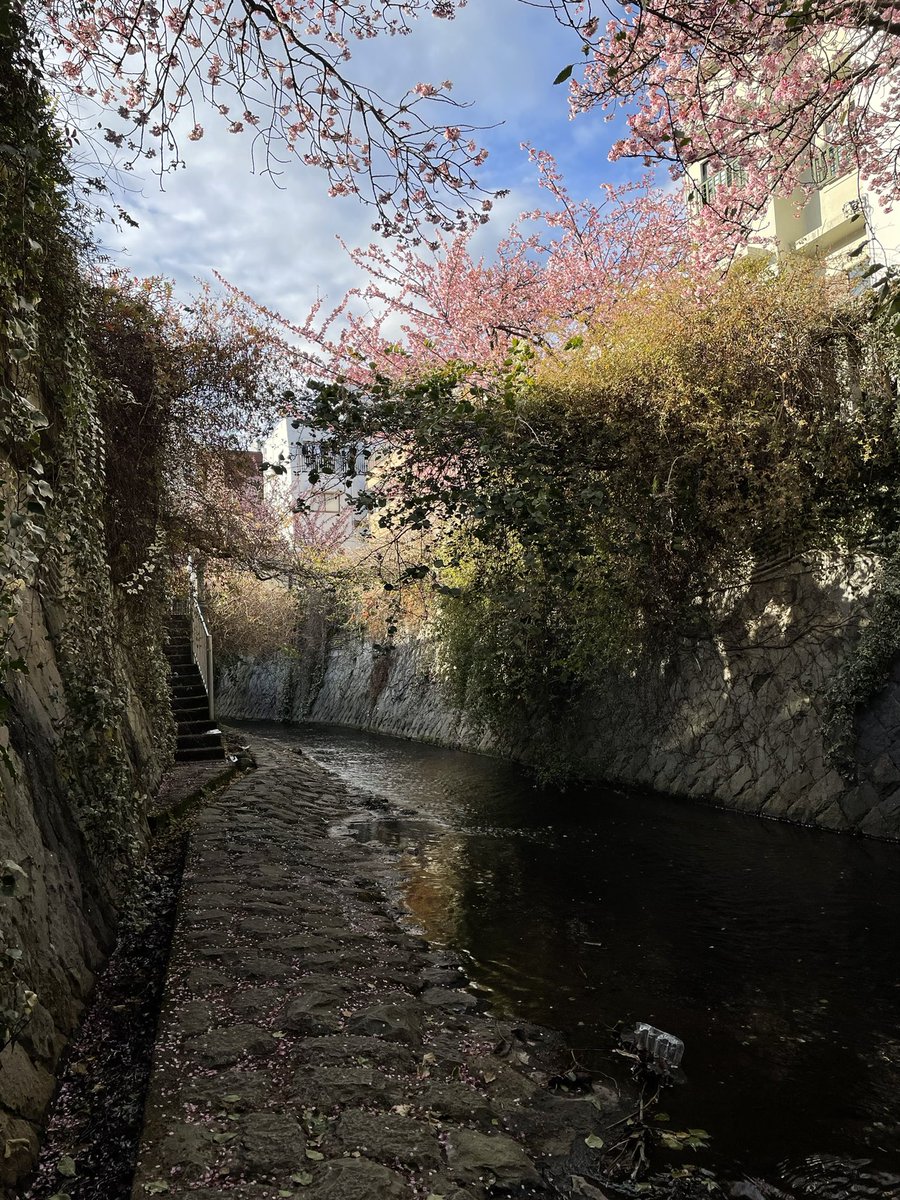 私もこの前熱海桜見に行ってきました〜🌸（撮影じゃなくプライベート）