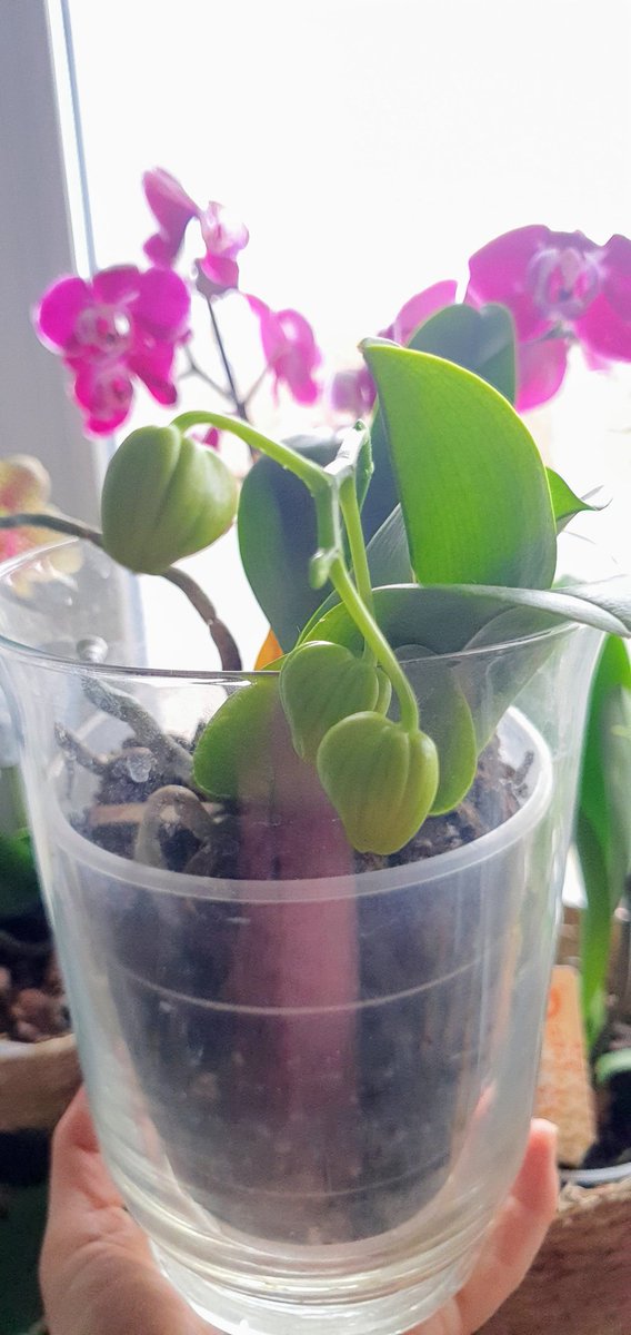 JacakKamila's tweet photo. #new #GrowingTogether #orchid  #photooftheday https://t.co/mvn1cX8EEG