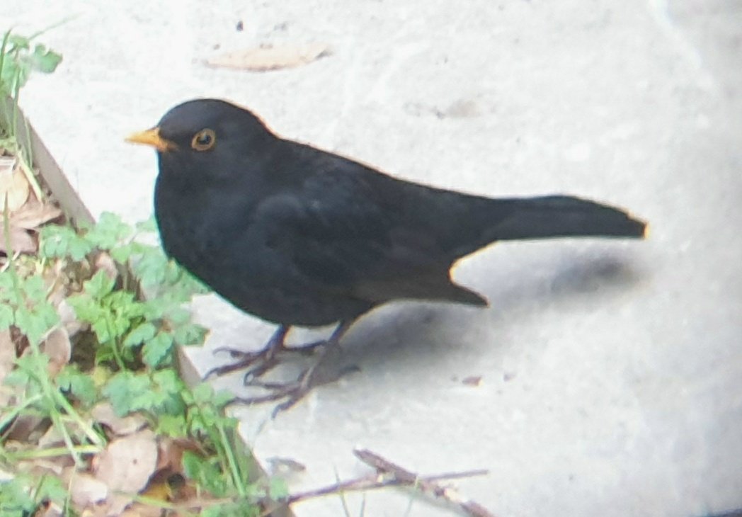 Darren Naish on Twitter: "Does anyone agree with me that our local male