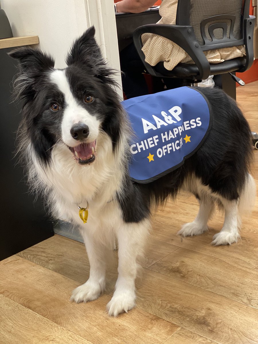 Another busy Monday for AA&amp;P’s Chief Happiness Officer, Beau 💙