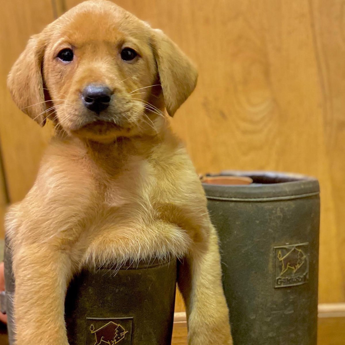 Koolboxbmc's tweet photo. No apologies for the cuteness of this picture😀 when you have a puppy get yourself a pair of quality @gateway1_footgear boots too. #gateway1 #dogwalking https://t.co/ZUVdThWMTI