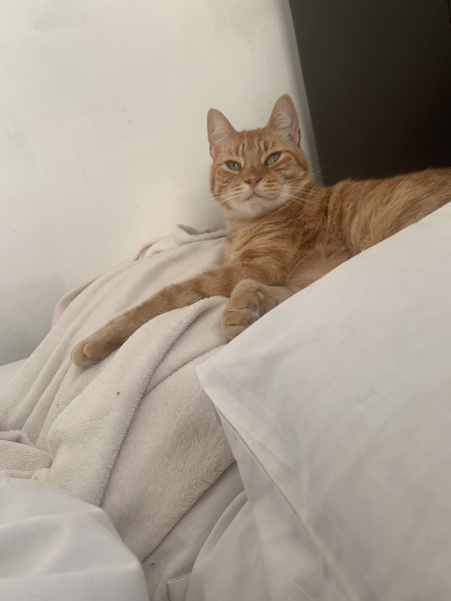 thesofiavelez's tweet photo. The joys of being in London keep growing. Meet King Keith. https://t.co/rBwpgqSaA7
