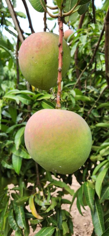 FarmKenya254's tweet photo. The wonder that is Joyland Farms! 

They call it the modern-day garden of Eden, a hidden paradise that is located in the vast semi-arid county of Makueni. https://t.co/qHAwC6j5Id https://t.co/mpgbzqokcY
