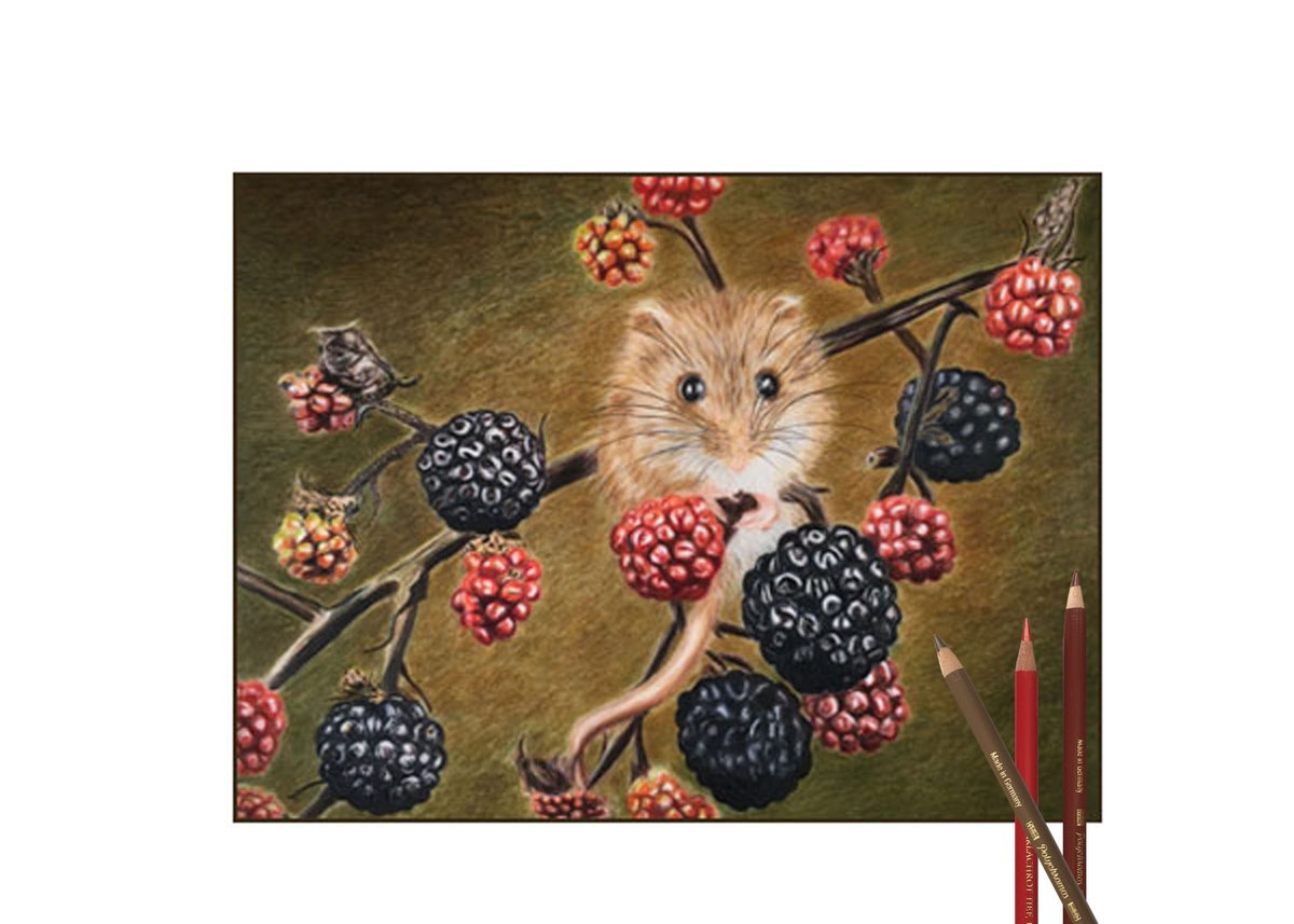 Mouse in the berries which is so very cute. I showed this to someone only a couple of days after finishing the drawing and they liked it so much they bought it there and then, so will need to do another one very soon.
Photo ref: Edward Payn. Tutorial with Bonny Snowdon