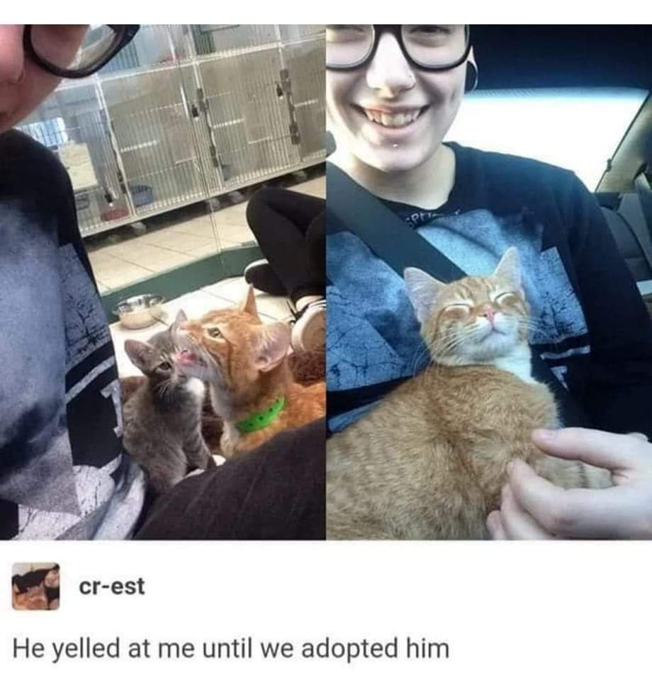 WholesomeMeme's tweet image. 