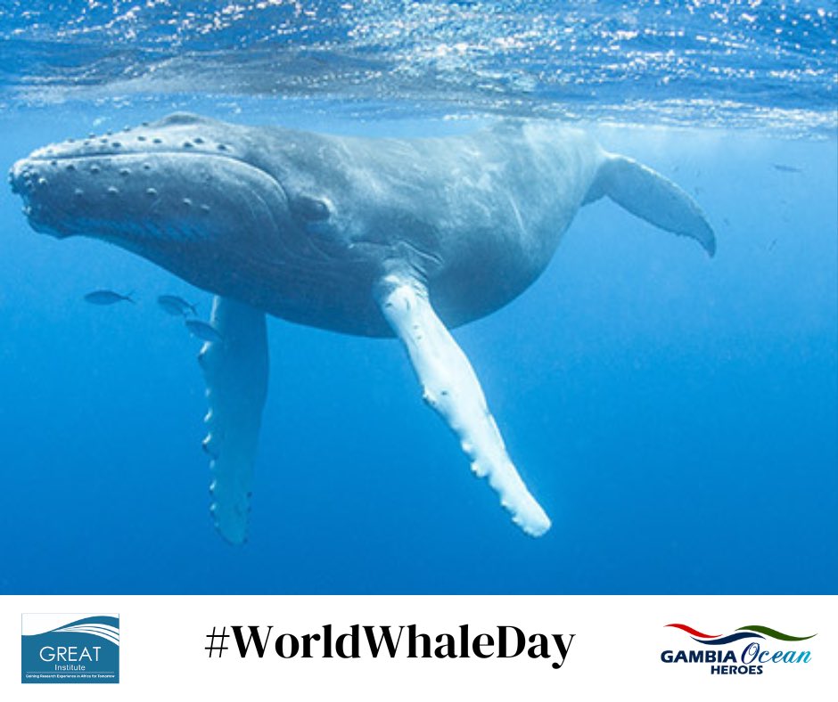 Team GREAT joins the world in celebrating World Whales Day!

#greatgambia #ocean #conservation #marinebiology #worldwhaleday