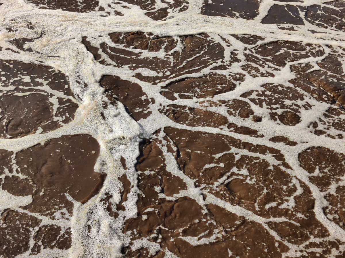 KDumack's tweet photo. Today we went sampling for #microorganisms in #activated_sludge! #Wastewater_treatment is an astonishing process, and predatory #protists within are astonishingly unexplored! We have currently an amazing manuscript in review and are already working on the next - stay tuned! https://t.co/J2i4o1EygH