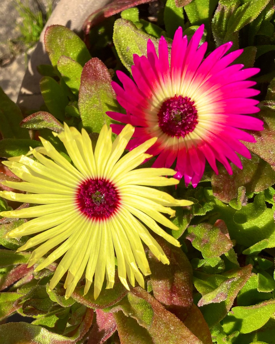 Nannys Garden World 🌈 on Twitter "🌈A rainbow of colour in a garden pot