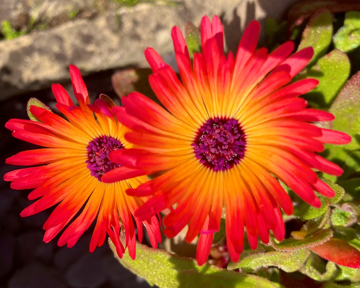Nannys Garden World 🌈 on Twitter "🌈A rainbow of colour in a garden pot