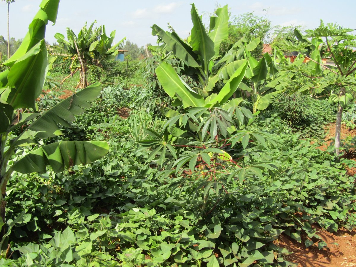 scope_kenya_'s tweet photo. Your Farm Tells a Story. Make Your Farm Voice Heard! https://t.co/KXd3yr6vIb