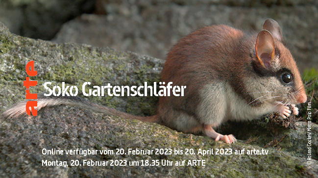 ARTEpresse's tweet photo. Der Gartenschläfer ist das #WildTierDesJahres 2023. @DeWiSt92 Wer den stark gefährdeten Bilch nach dem Winterschlaf sichtet, kann dies hier melden: https://t.co/jEvuu4K9Zz @bund_net @Senckenberg @jlugiessen Bis dahin, kann man ihn @ARTEde entdecken! https://t.co/Mk0uBEOBFQ https://t.co/YwlaIEPG7l