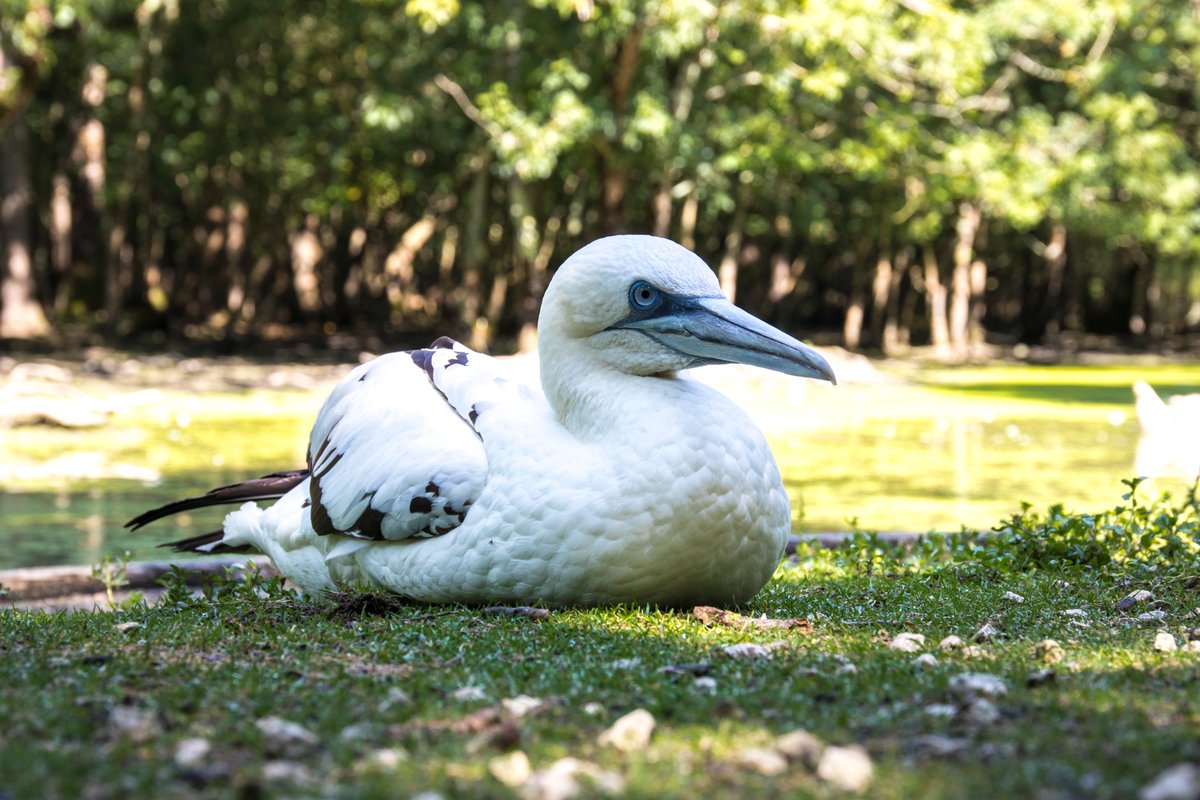 departement17's tweet photo. 🥳#IDsorties17 Visite Guidée du Marais aux Oiseaux🐦
Tt au long du parcours, un guide nature vs accompagne & vs fait partager ses connaissances sur la biodiversité présente
📅22 fév
📍Dolus d'Oléron #EchappéesNature
⌚️de 14h30 à 16h
👉https://t.co/D1USQBtDw4
📸S.laval https://t.co/FoG7gbBzCJ
