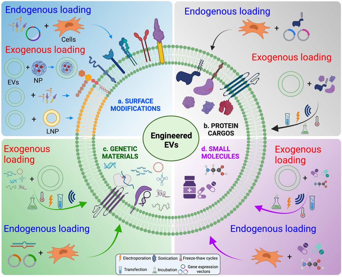 ISEV_Journals's tweet image. 🎉New in #JEV!🎉EV experts and @US_FDA identify knowledge gaps and issues that challenge the translation of therapeutic EVs into the clinic. Together they identify potential solutions in the treatment of heart, lung, blood, and sleep diseases. Read it👉 bit.ly/3E28twq