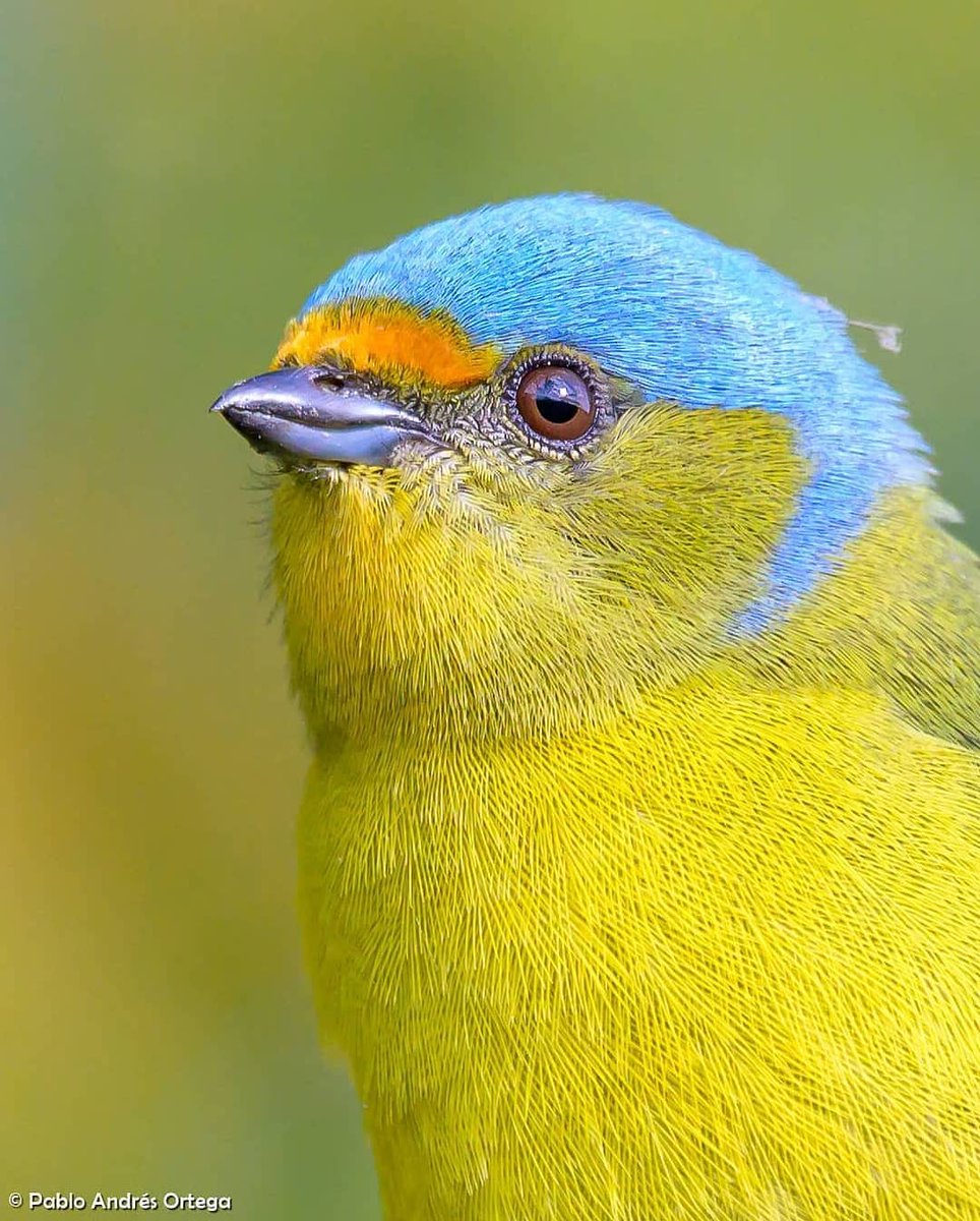 PazyBirds's tweet photo. 💙💛💙💛

by birdingpablo https://t.co/8RLQctAFRt