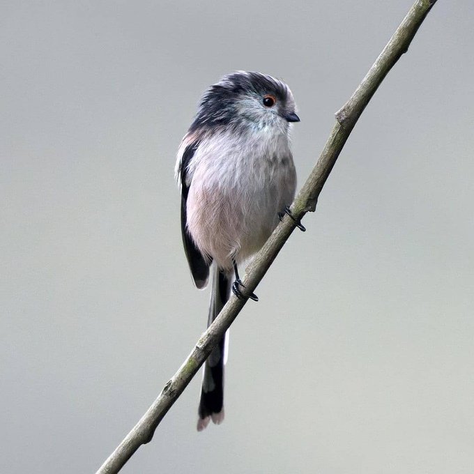 Fo1sw1saMAASoad?format=jpg&name=small