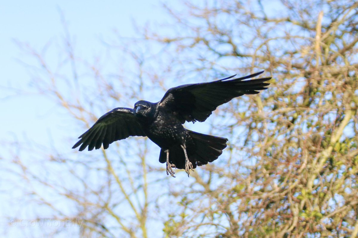 CrowMonthly's tweet image. Morning.  New week, get on it like a crow.