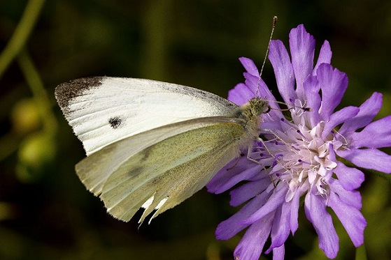ParcoCastelli's tweet photo. Gli insetti, 🐝durante l’Inverno sembra che scompaiano, invece come la maggior parte delle specie mettono in atto delle strategie per superare i mesi freddi e le condizioni avverse. Scopri quali sono 👉https://t.co/8qlf0H9RwS (Ft. Davide Calcagni) #parcocastelliromani https://t.co/7tgVUPmYiw