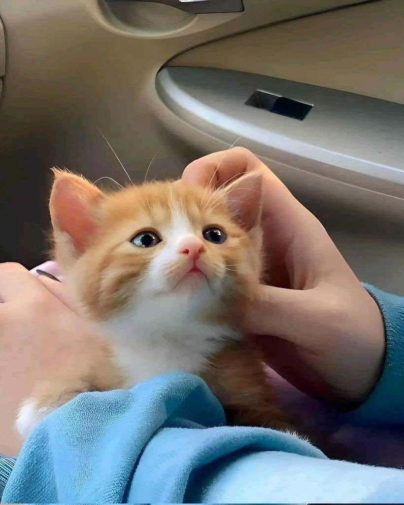 dobooboy's tweet photo. 오똫게 이렇게나 고양이.. https://t.co/USib9H4Msb