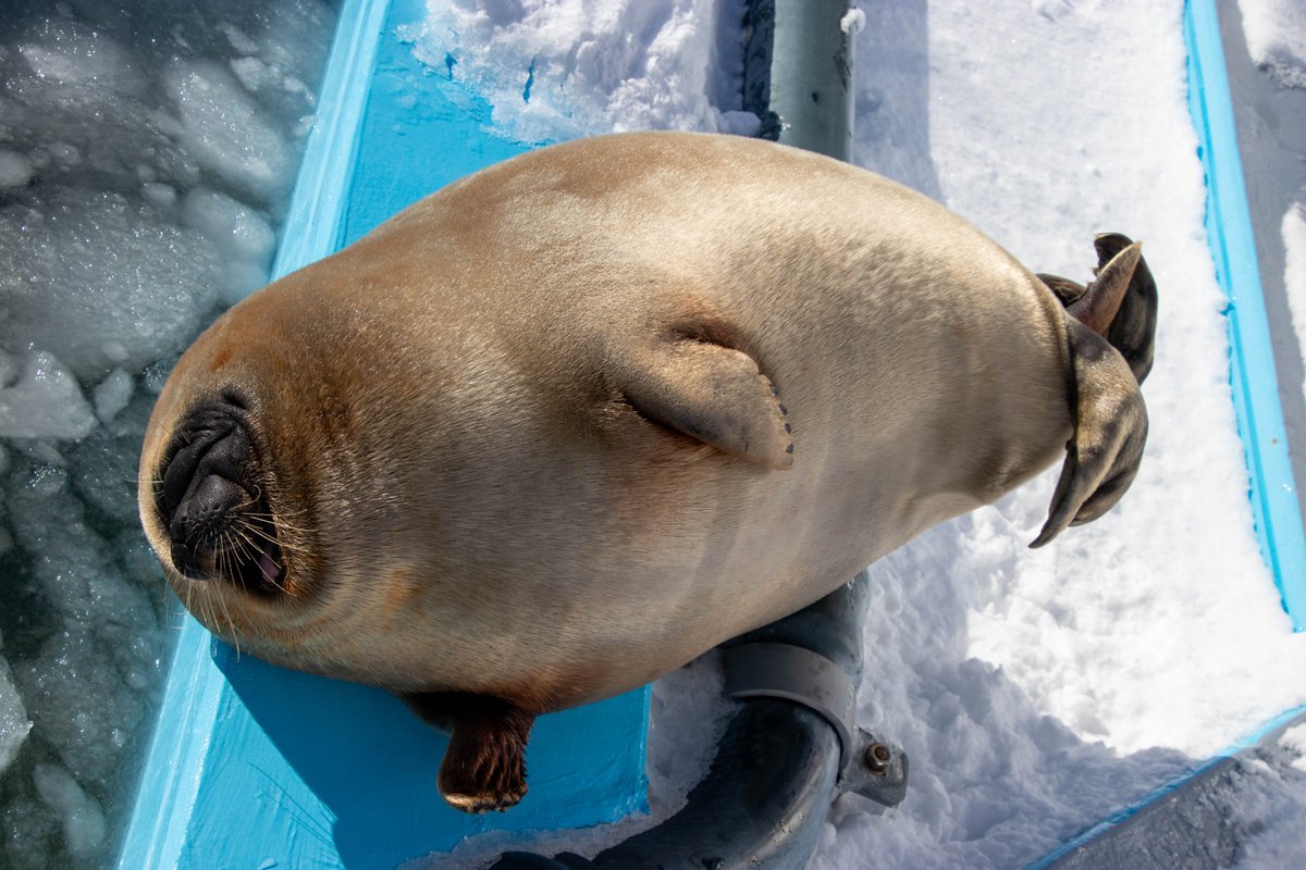 love ponsuke🦭forever (@ponsukeforever) / Posts / X