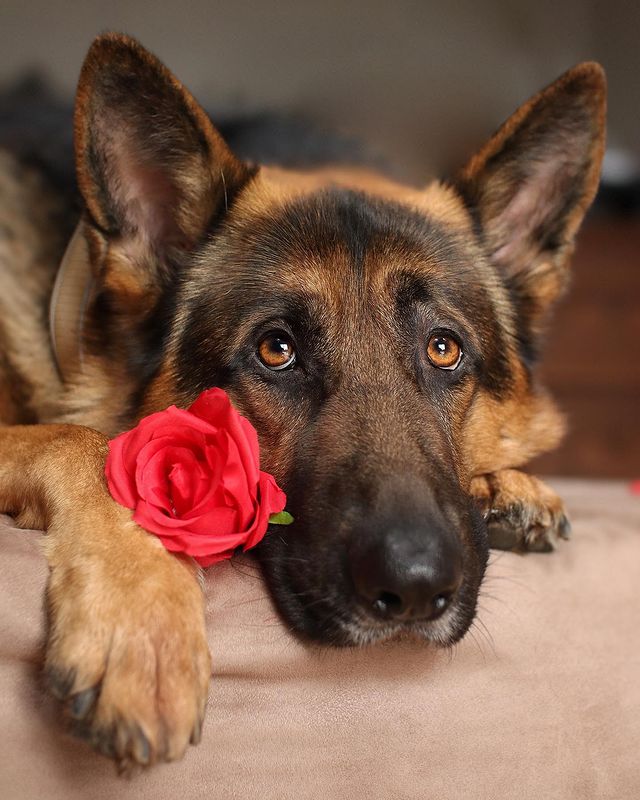 You will be my valentines? 😘
#GermanShepherd #gsd #gsdlover #dogsoftwitter #germanshepherdpuppies