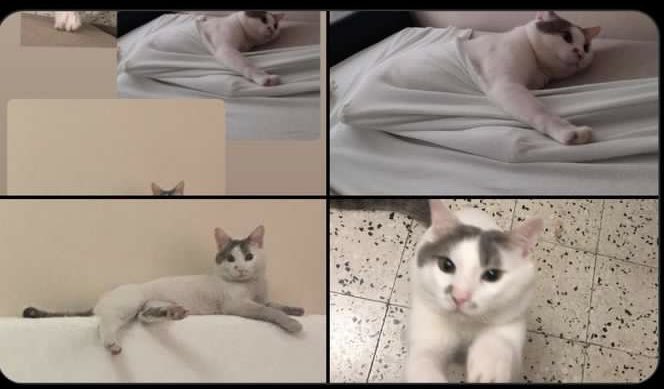 drama_junkie's tweet photo. KAYIP! 

Betty! 
Korkak bir kedi.
Sahibi başka bir yerde tedavi görüyor!
Gören, bilen var mıdır? Kayıp hayvanlarla ilgili çalışanlara elden ele ulaştırabilir miyiz?

Sümerler Mah, Harbiye Cad, Merdivenli Sok. Nil Apt. 
Fırın üstündeki yıkılmış bina

İLETİŞİM: 0536 432 06 75 https://t.co/EpvhXn7Z1v