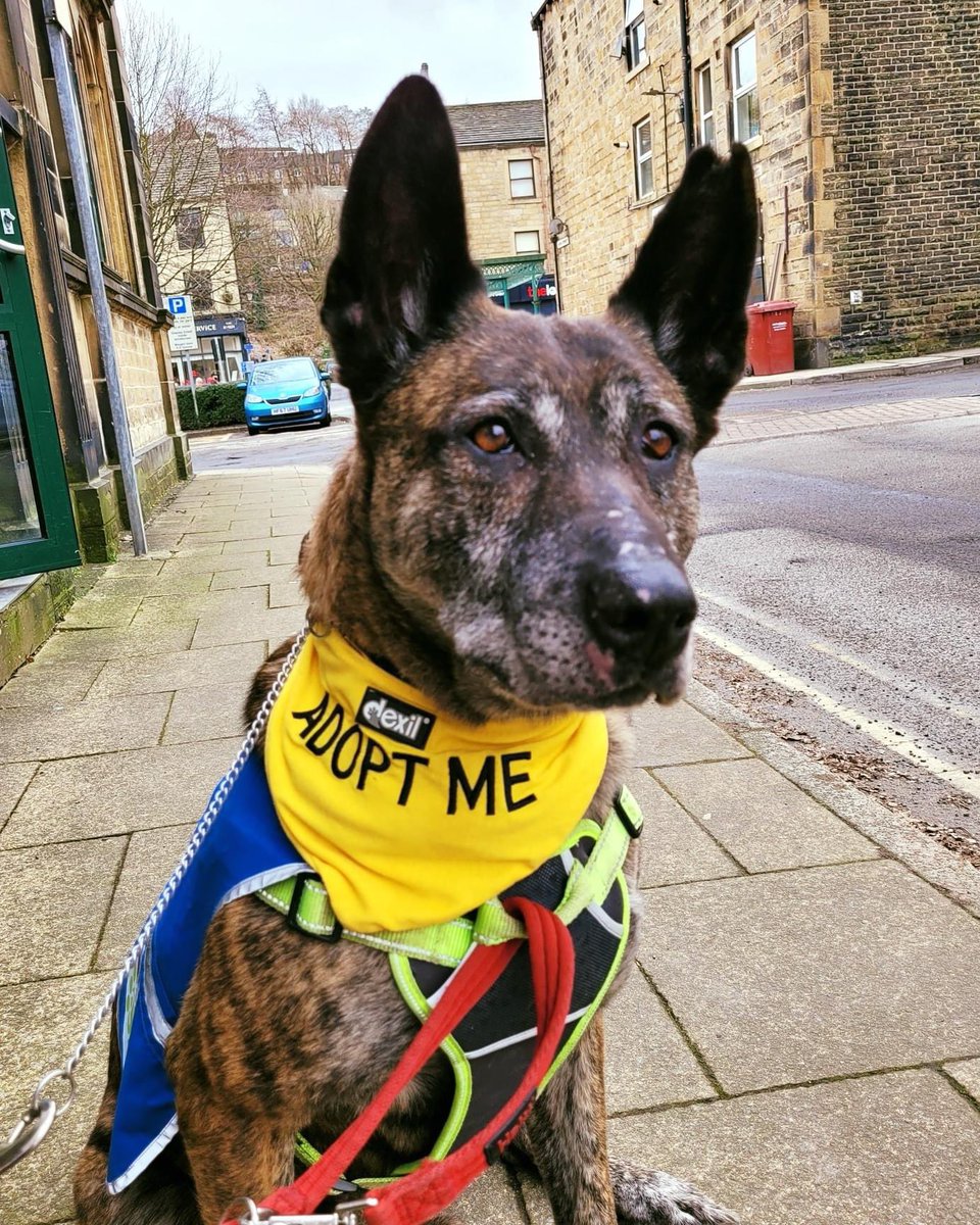 PawsEnquiries's tweet photo. Baby girl Elsa is still on the lookout for her forever foster home 😍 She says she loves people and met a hoover for the first time on Saturday and just gave it a little nip 😂 #DogsofTwittter #UK #YORKSHIRE https://t.co/zsvAQyA6Zu